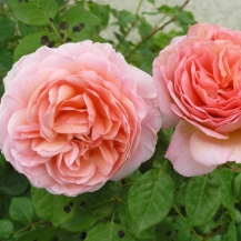 Abraham Darby / Абрагам Дербі